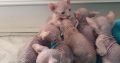 Sphynx Female Kitten –