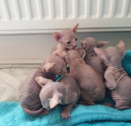 Sphynx Female Kitten –