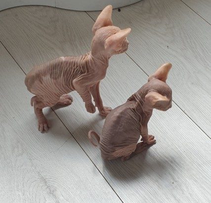 Hairless Sphynx Cat