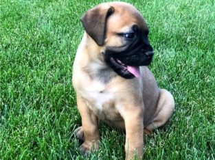 Bullmastiff Puppies for sale