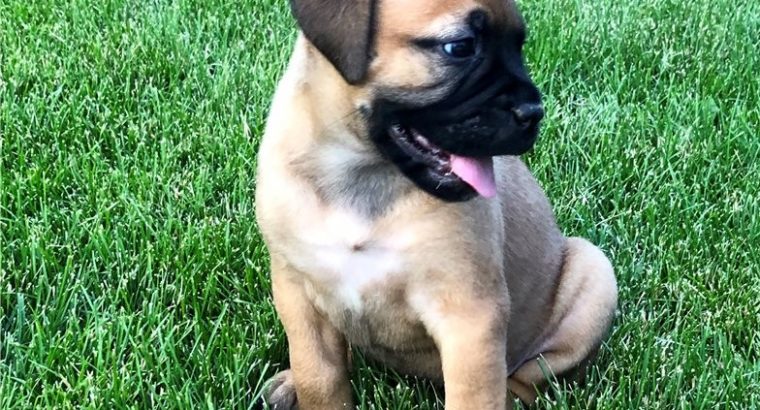 Bullmastiff Puppies for sale
