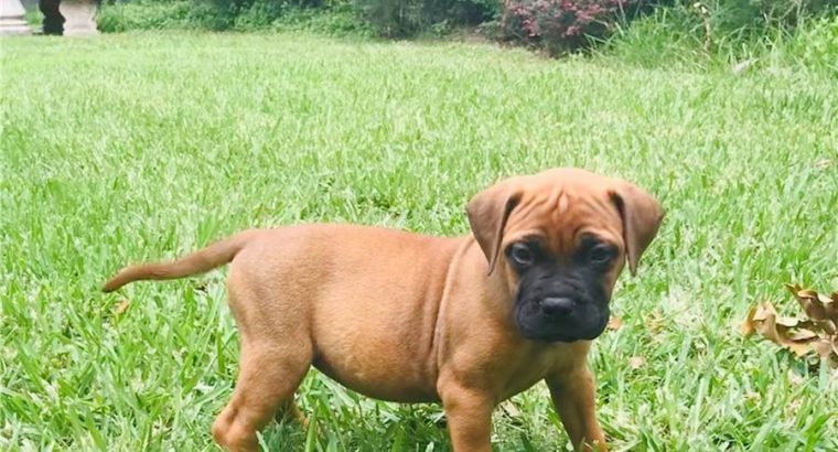 Pure breed Bullmastiff Puppies for sale
