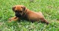 Bullmastiff Puppies for sale