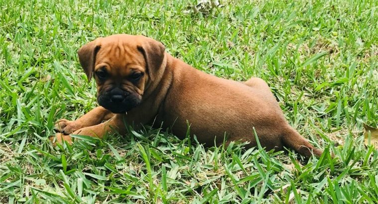 Bullmastiff Puppies for sale