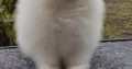 Super cute Pomeranian Puppies Available