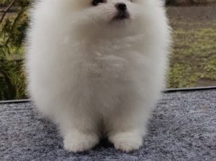 Super cute Pomeranian Puppies Available