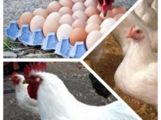 cornish chicken / broiler R35