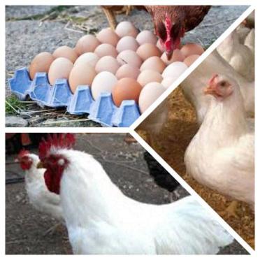 cornish chicken / broiler R35
