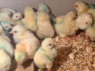 Ross 308/ Cobbs 700 A Grade Day Old Broiler Chic