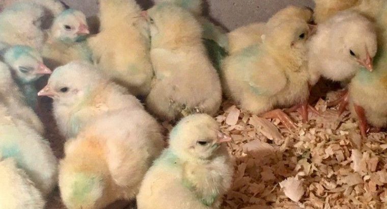 Ross 308/ Cobbs 700 A Grade Day Old Broiler Chic