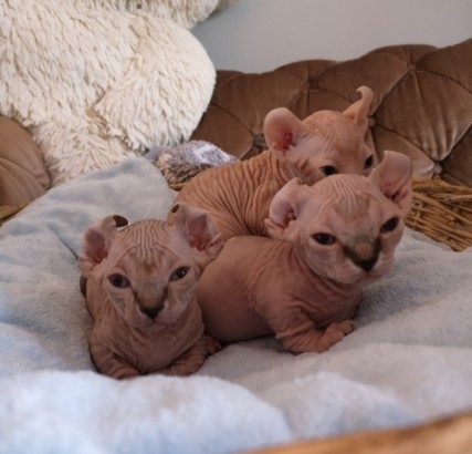 Hairless Sphynx Cat