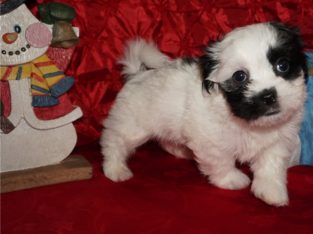 Havanese puppies for sale