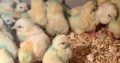 Ross 308/ Cobbs 700 A Grade Day Old Broiler Chic