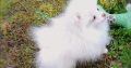 adorable pomeranian puppies
