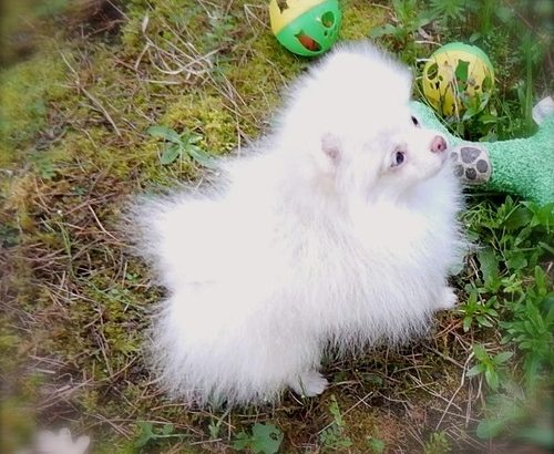 adorable pomeranian puppies