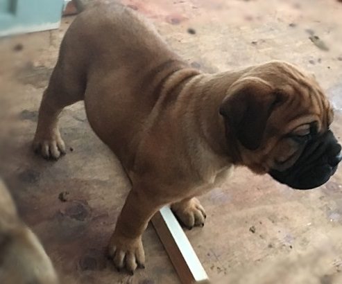 Bullmastiff Puppies