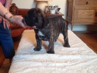 Beautiful Bullmastiff X English Bulldog Puppies