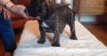 Looking to buy or adopt a Bullmastiff ?