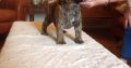 Looking to buy or adopt a Bullmastiff ?