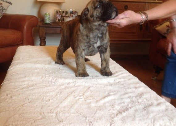 Looking to buy or adopt a Bullmastiff ?