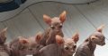 Sphynx Kittens