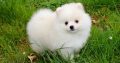 Purebred pomeranian puppies available