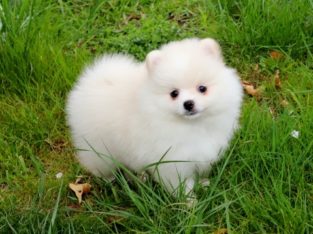 Purebred pomeranian puppies available