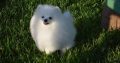 White Pomeranian Puppies For Sale