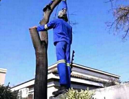 TREE FELLING, IRRIGATION & LANDSCAPING SERVICES