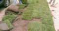 TREE FELLING, IRRIGATION & LANDSCAPING SERVICES