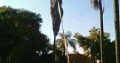 TREE FELLING AND INSTANT LAWN SERVICES