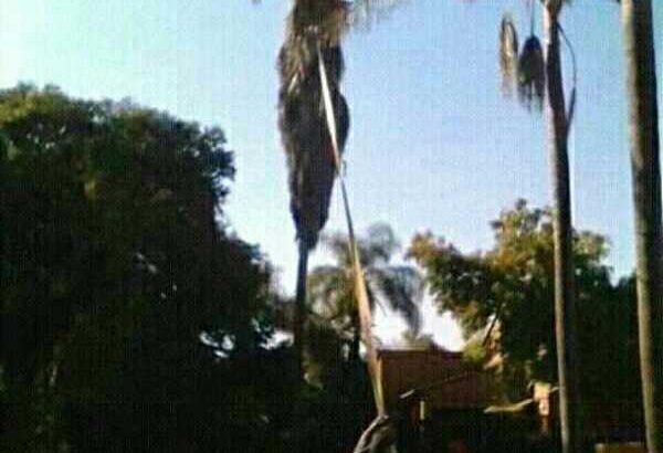 TREE FELLING AND INSTANT LAWN SERVICES
