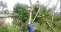 TREE FELLING AND INSTANT LAWN SERVICES