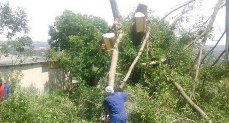 TREE FELLING AND INSTANT LAWN SERVICES