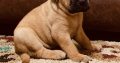 Bullmastiff puppies for sale