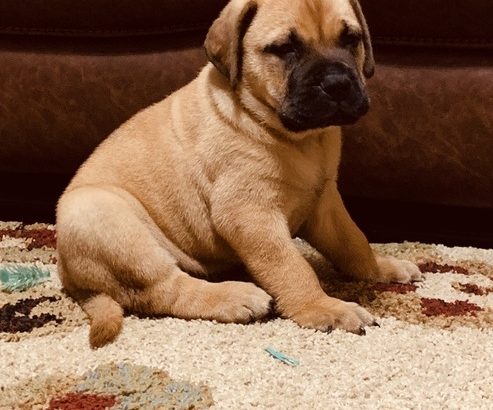 Bullmastiff puppies for sale