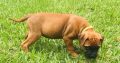 Bullmastiff puppies for sale