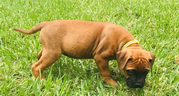 Bullmastiff puppies for sale
