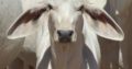 Buy Livestock, Cattle, goats, sheep and Chicken an