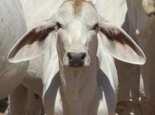 Buy Livestock, Cattle, goats, sheep and Chicken an