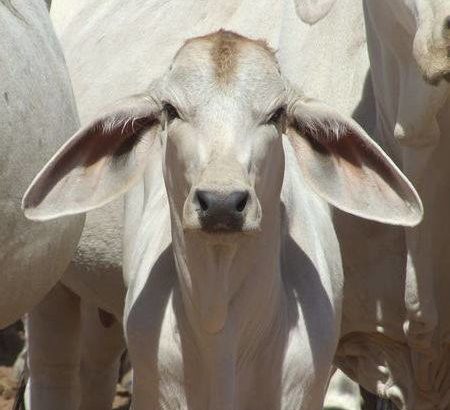 Buy Livestock, Cattle, goats, sheep and Chicken an