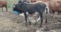 cattle for sale