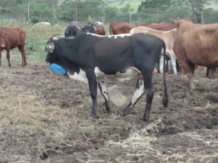 cattle for sale