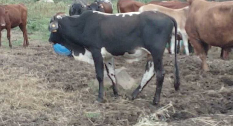 cattle for sale