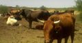 Cattles and Cows