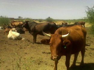 Cattles and Cows