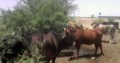 Cattles and Cows