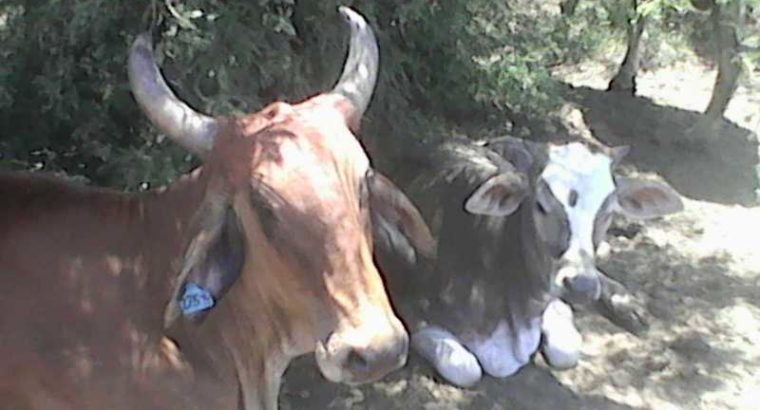 Cattles and Cows