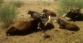 Cattles and Cows