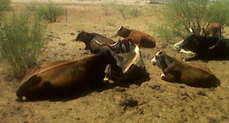Cattles and Cows